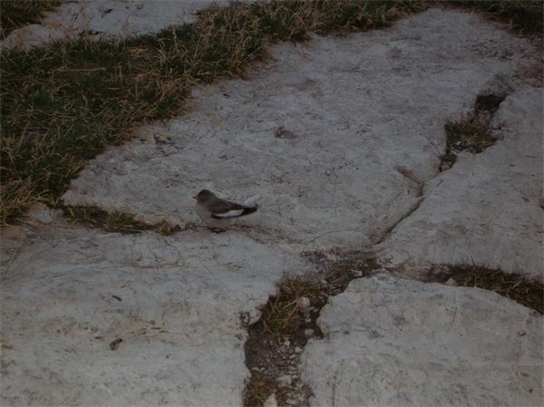 Rif. Alimonta – Dolomiti Brenta (TN)