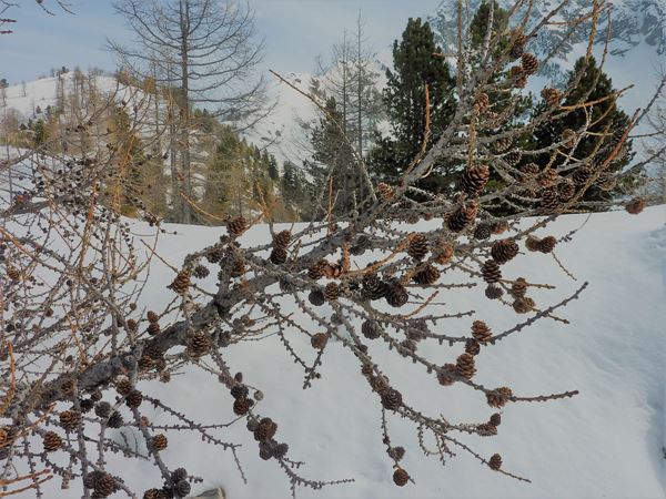 Pian Coumarial Gressoney (AO) / Cai Cusano M.no