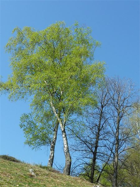Monte Giove (VB)