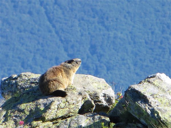 MONTE LEGNONE (LC)