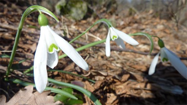 Pietra Parcellara - Val Trebbia (PC)