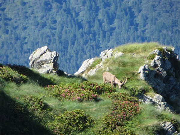MONTE LEGNONE (LC)