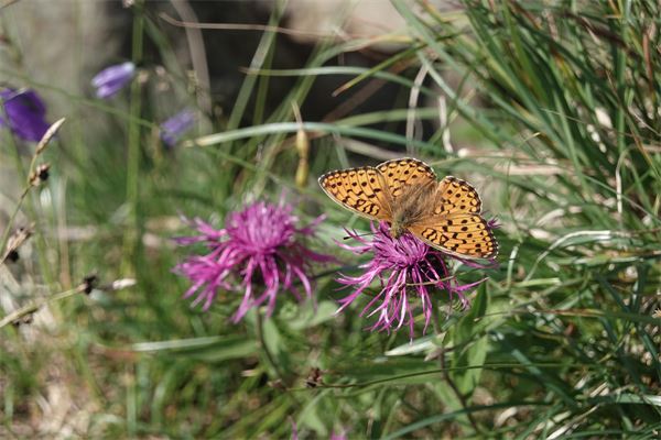 Rifugio Barbustel (AO)