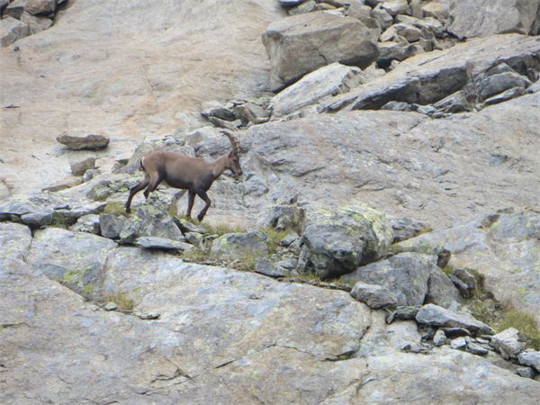 Rifugio Barbustel (AO)