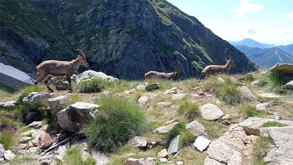 MONTE LEGNONE (LC)