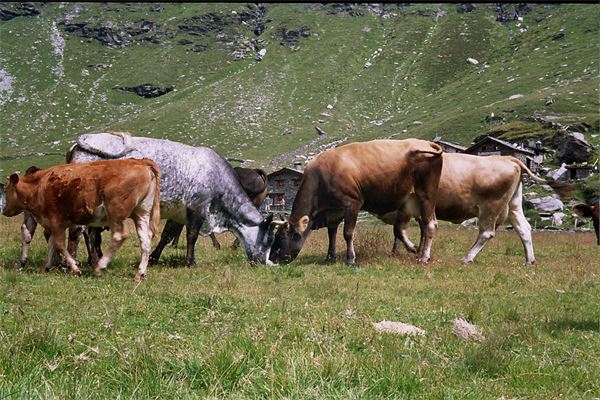 Rif. Chiavenna - Valle Spluga (SO)