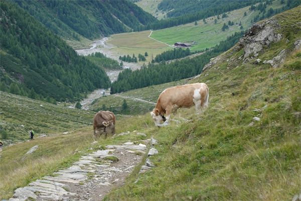 ALTA VIA DI MERANO