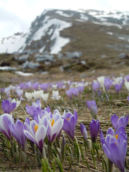 Capanna 2000 (BG)