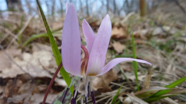 Pietra Parcellara - Val Trebbia (PC)