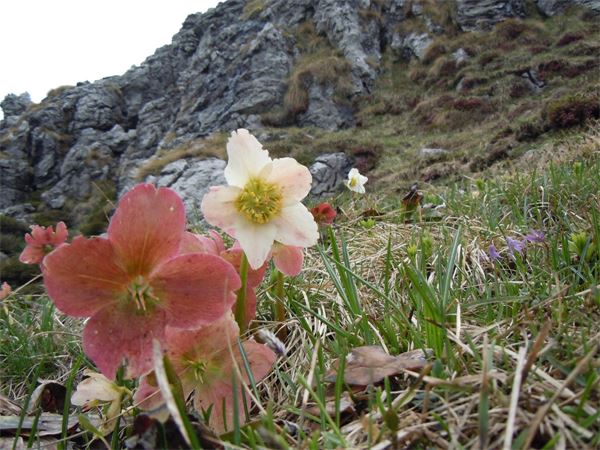 Monte Cancervo - Val Brembana (BG)