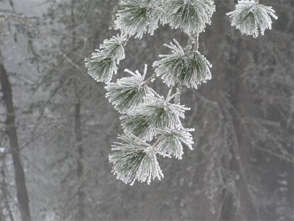 Ciaspolata Notturna Rif. Saoseo (CH)