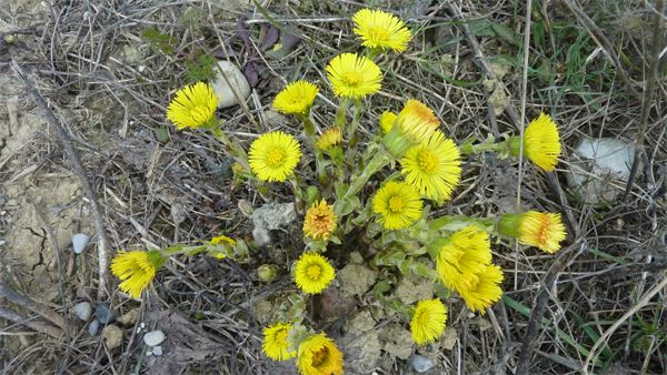 Pietra Parcellara - Val Trebbia (PC)