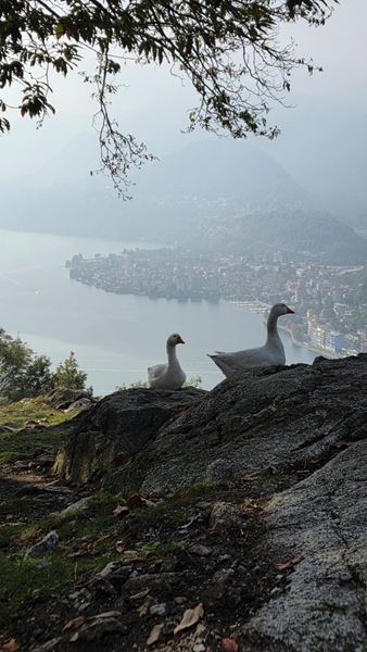 Giro degli alpeggi Omegnesi - Omegna (VB)