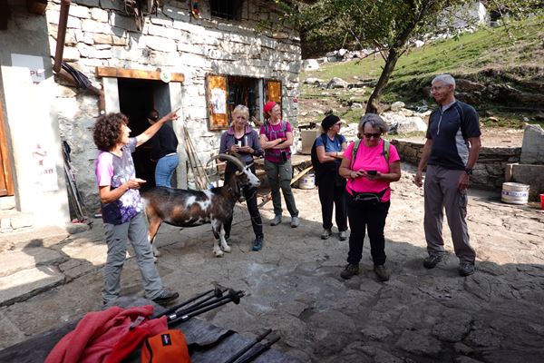 Giro degli alpeggi Omegnesi - Omegna (VB)