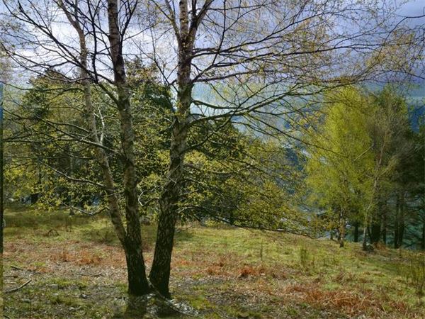 Sasso Canale - Alto Lario (CO)