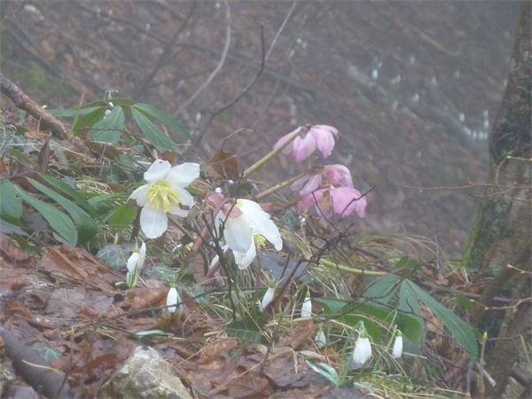 Bivacco Magnodeno (LC)