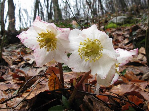 Bivacco Magnodeno (LC)