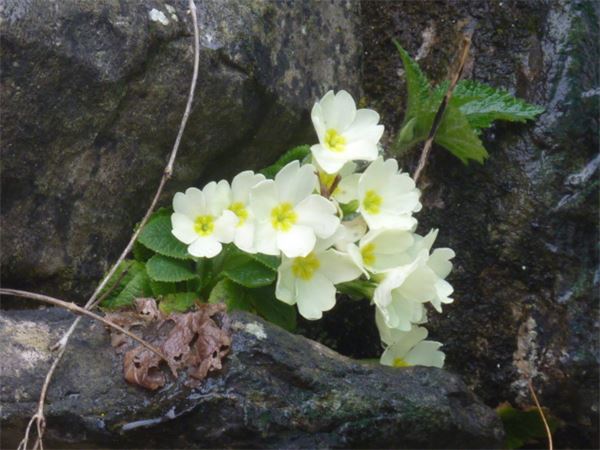 Traversata Brunate-Torno (CO)