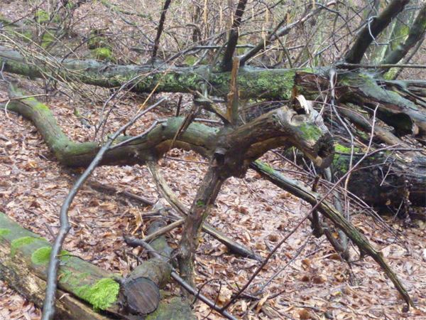 Traversata Brunate-Torno (CO)