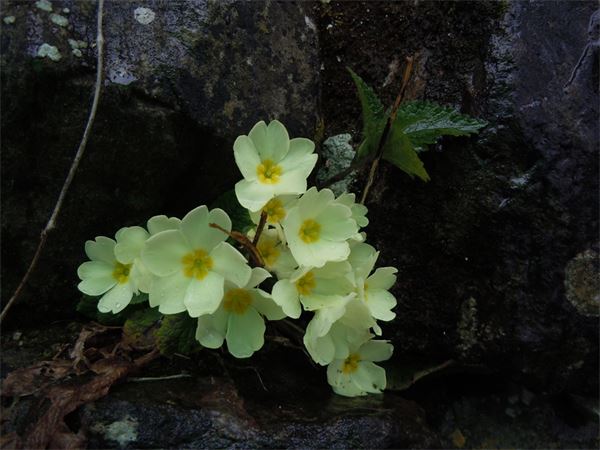 Traversata Brunate-Torno (CO)