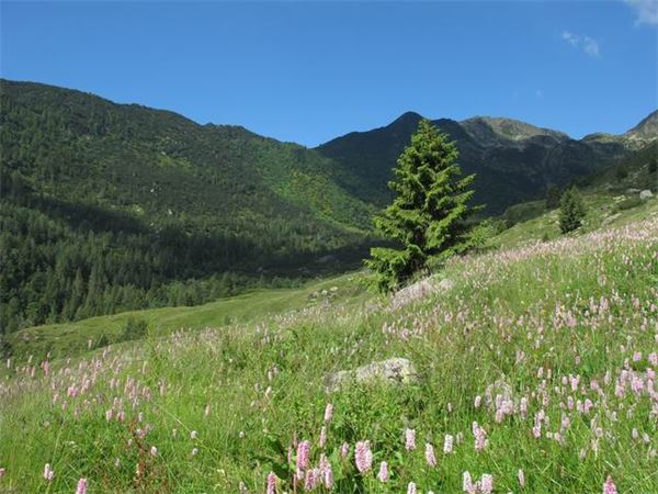 Rif. Laghi Gemelli (BG)