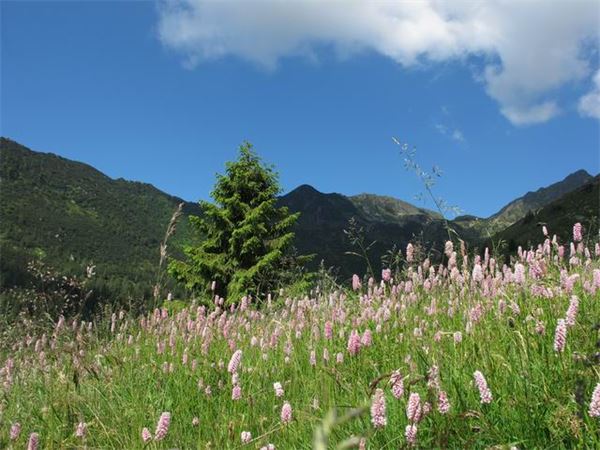 Rif. Laghi Gemelli (BG)