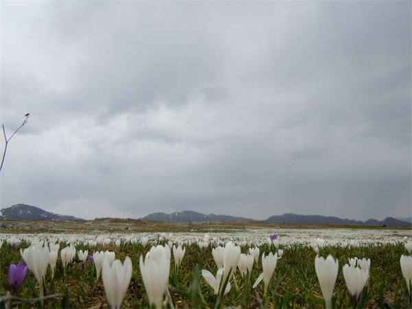 Monte Araralta (BG)