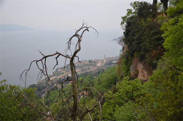 Monte Comer (BS)