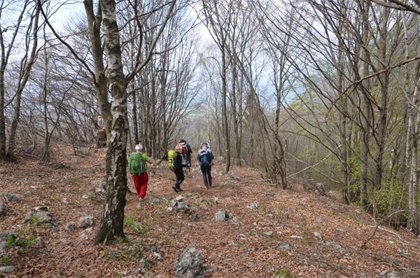 Monte Comer (BS)