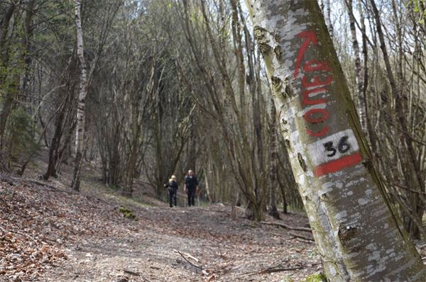 Monte Comer (BS)