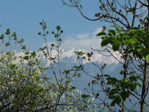 Monte Comer (BS)