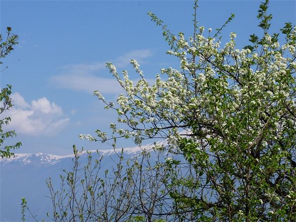 Monte Comer (BS)