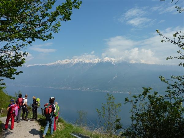 Monte Comer (BS)