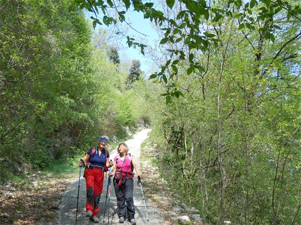 Monte Comer (BS)