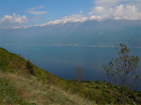 Monte Comer (BS)