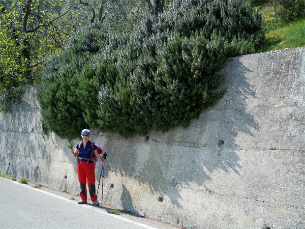 Monte Comer (BS)