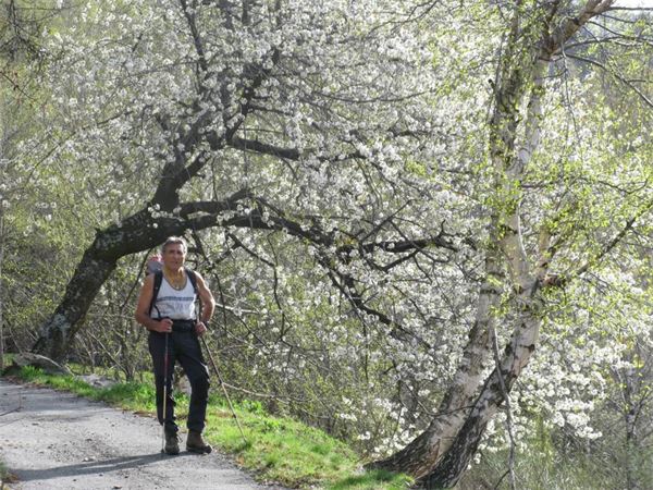 Monte Lema (VA)