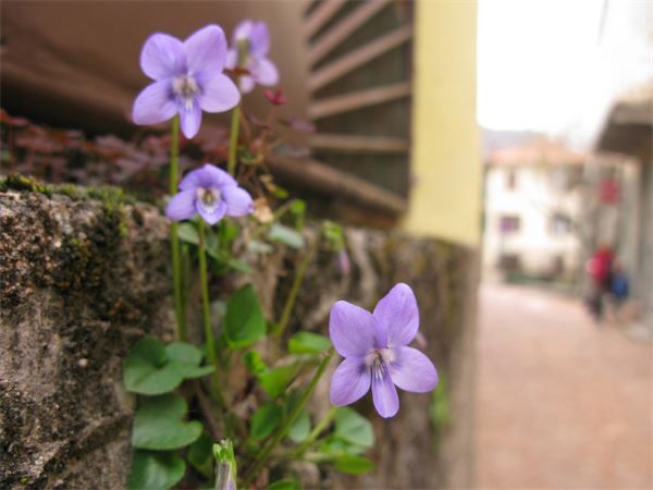 Monte Pianbello (VA)