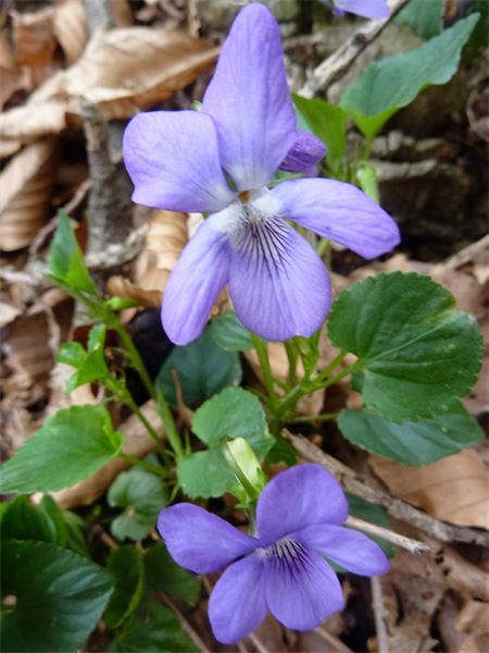 Monte Pianbello (VA)