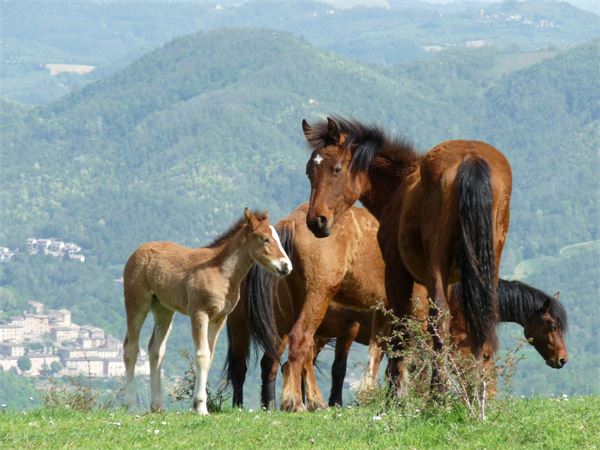 Sui monti dei paesi terremotati di Marche e Umbria