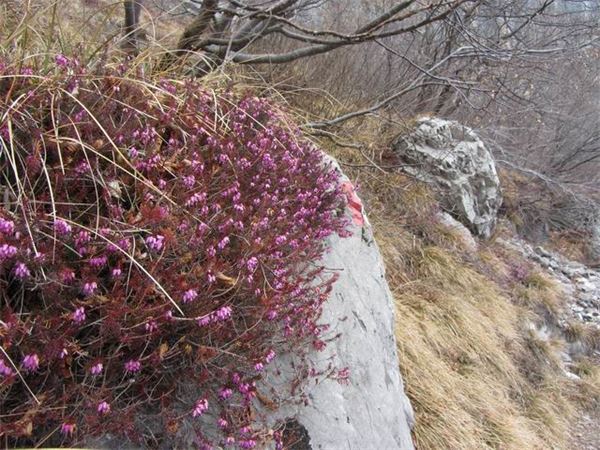 Resegone (LC)