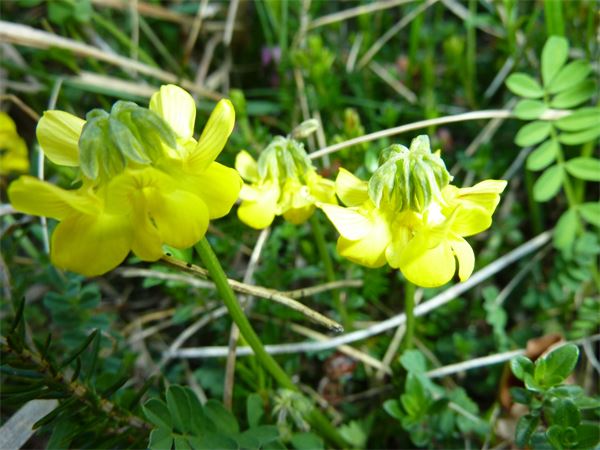 Rifugio Benigni (SO)