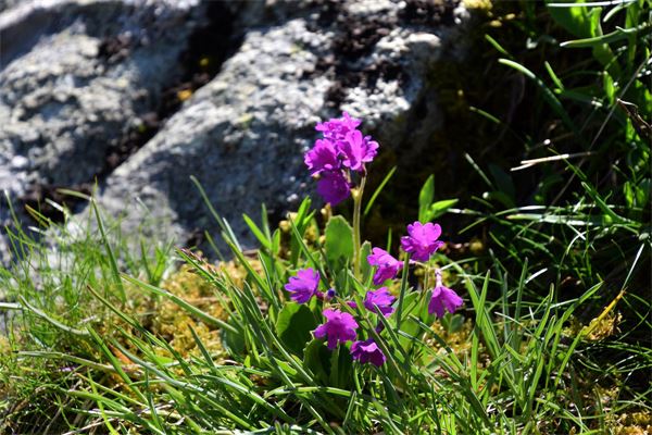 Rifugio Bosio (SO)