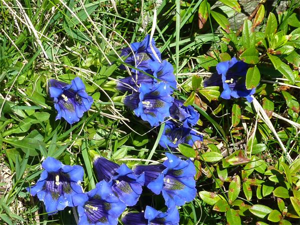 Rifugio Bosio (SO)