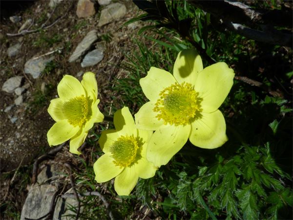 Rifugio Bosio (SO)