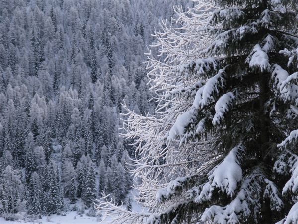 Rif. Lago Palù – Valmalenco (SO)