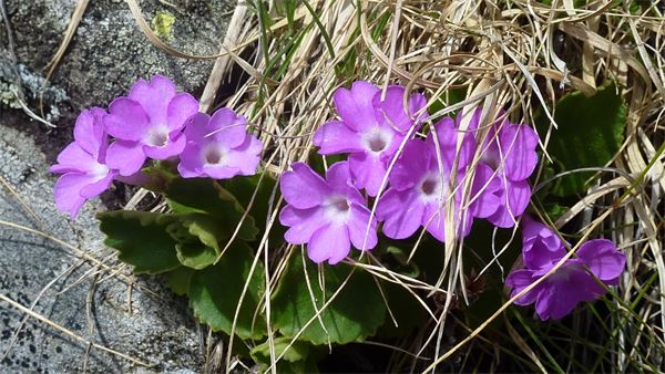 Rifugio Andolla (VB)