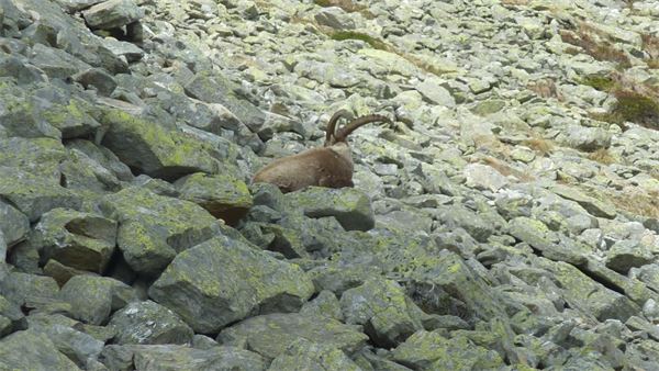 Rifugio Andolla (VB)