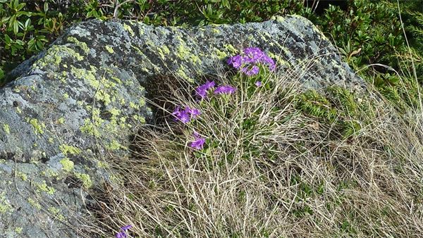 Rifugio Andolla (VB)