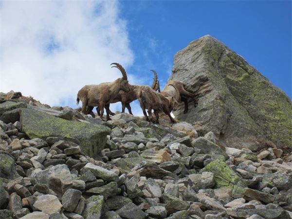 Rifugio Andolla (VB)